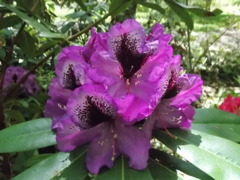 Photo of R. 'Dream of Kings', Rhododendron Hybrid