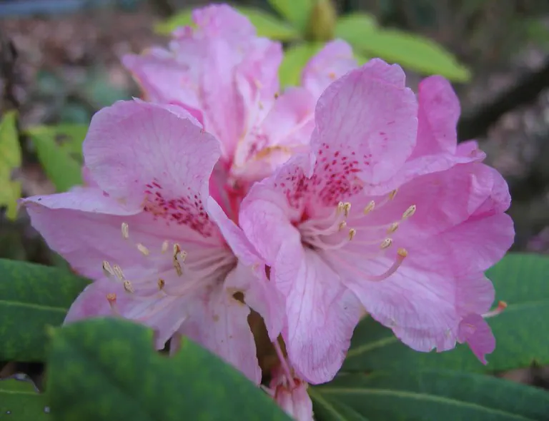 Photo of R. 'Nobleanum Group', Rhododendron Hybrid
