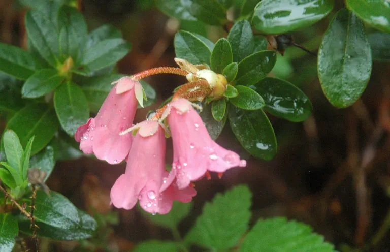 Photo of R. campylogynum 'Myrtiloides', Rhododendron Species Selection