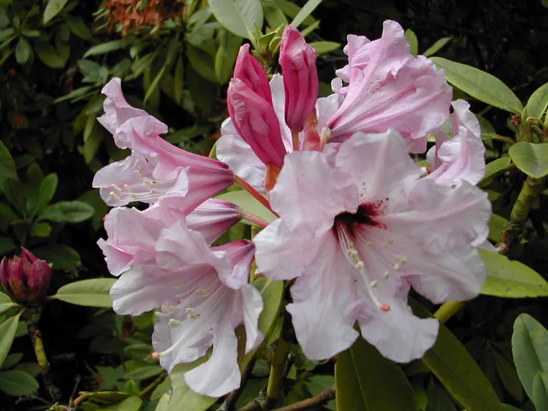 Photo of R. 'Popeye', Rhododendron Hybrid
