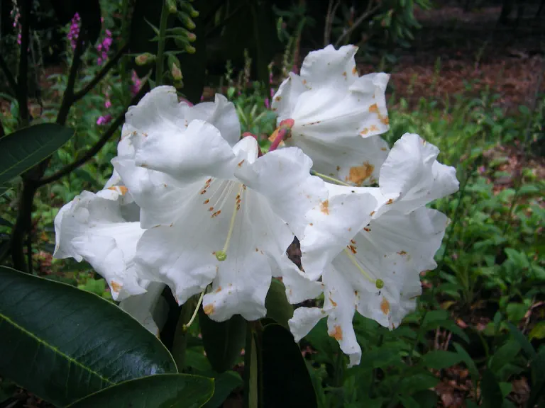 Photo of R. 'Lodauric Group', Rhododendron Hybrid