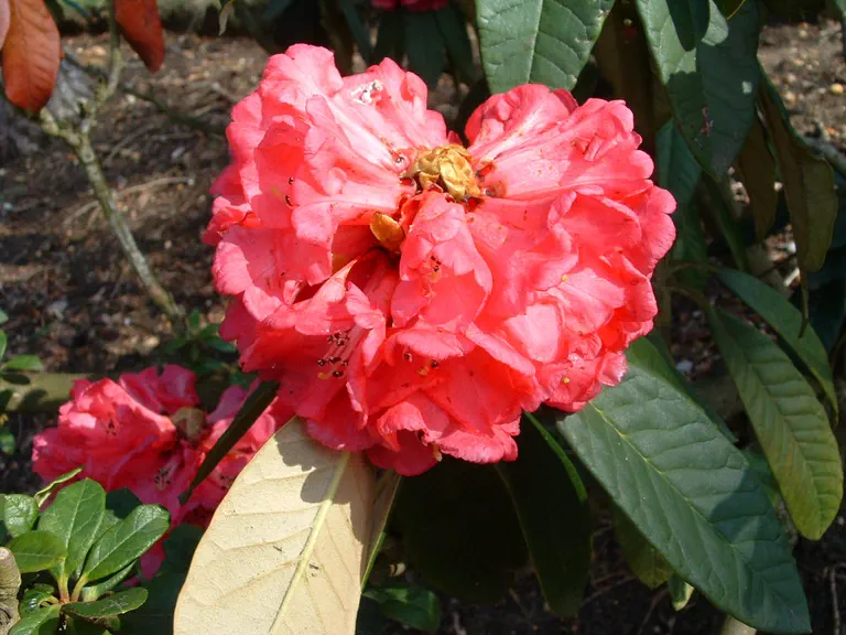 Photo of R. lanigerum 'Silvia', Rhododendron Species Selection