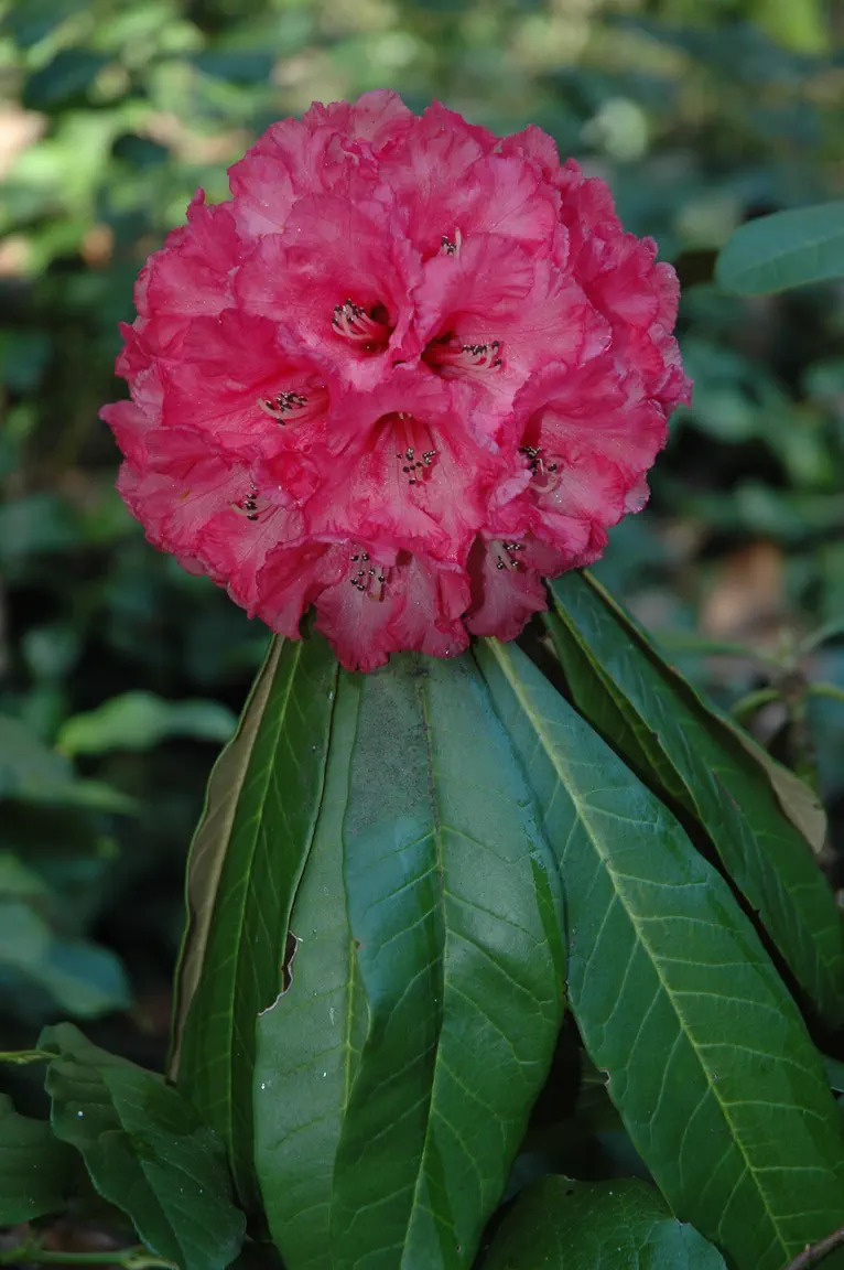 Photo of R. lanigerum 'Chapel Wood', Rhododendron Species Selection