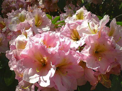 Photo of R. 'Fairhaven', Rhododendron Hybrid