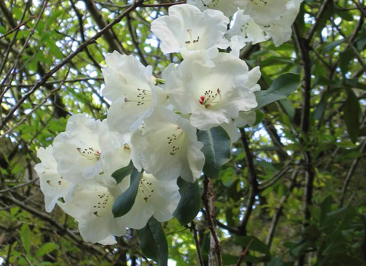 Photo of R. 'Penjerrick', Rhododendron Hybrid