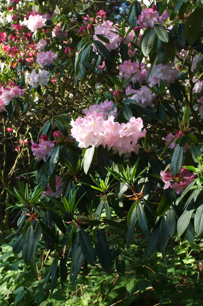 Photo of R. 'Penjerrick Pink', Rhododendron Hybrid
