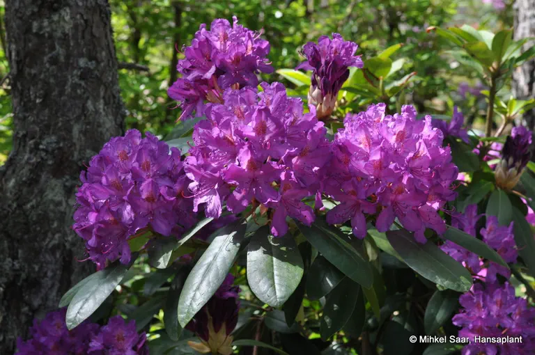 Photo of R. 'Lee's Best Purple', Rhododendron Hybrid