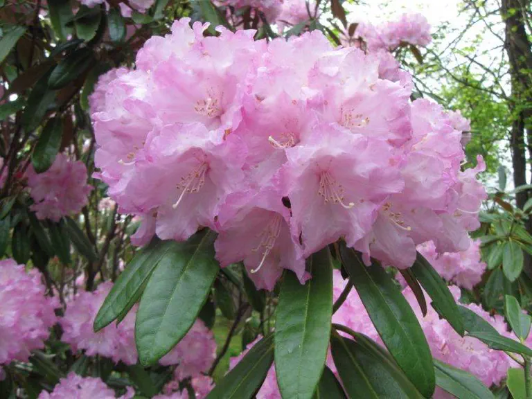 Photo of R. 'Fairy Mary', Rhododendron Hybrid