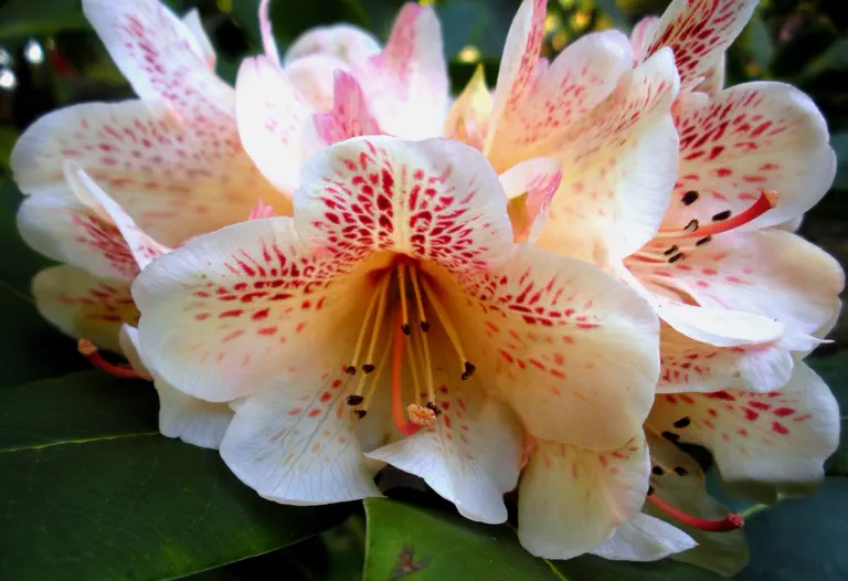 Photo of R. 'Peste's Fire Light', Rhododendron Hybrid