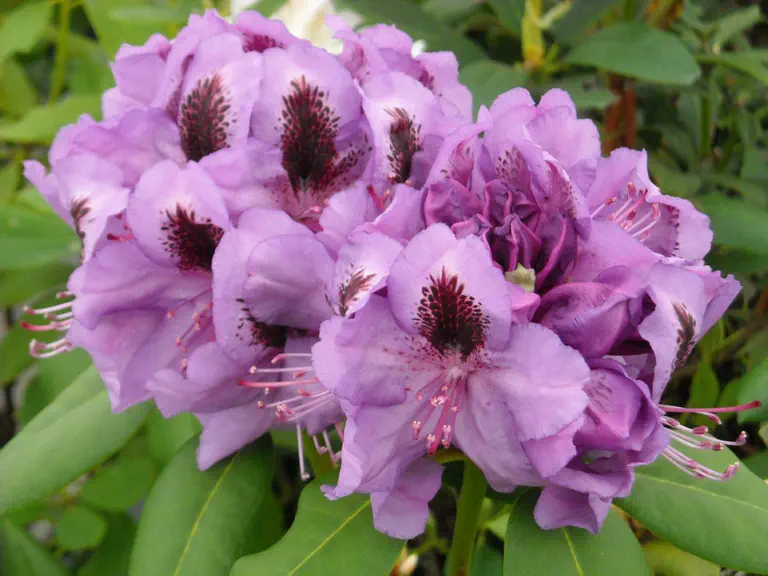 Photo of R. 'Peter Alan', Rhododendron Hybrid