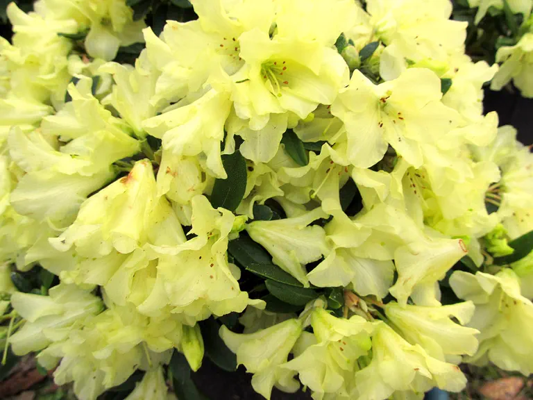 Photo of R. 'Peter Bee', Rhododendron Hybrid