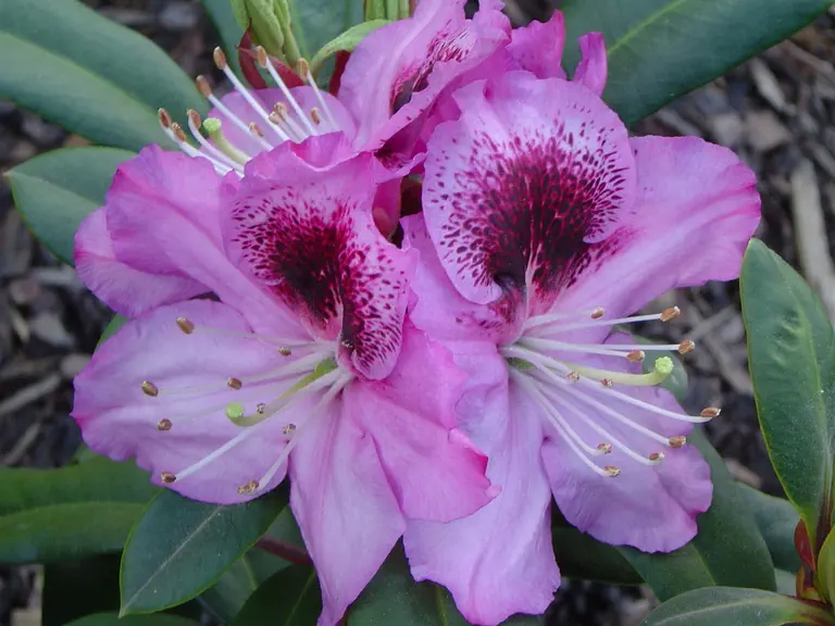 Photo of R. 'Pfauenauge', Rhododendron Hybrid