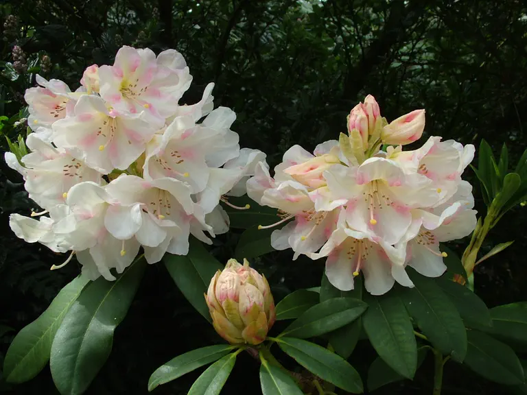 Photo of R. 'Phyllis Rees', Rhododendron Hybrid