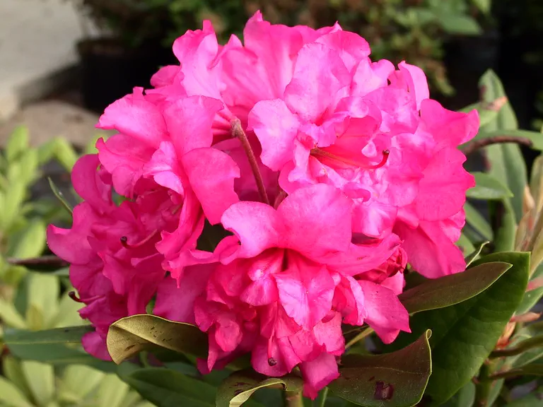 Photo of R. 'Pink Cameo', Rhododendron Hybrid