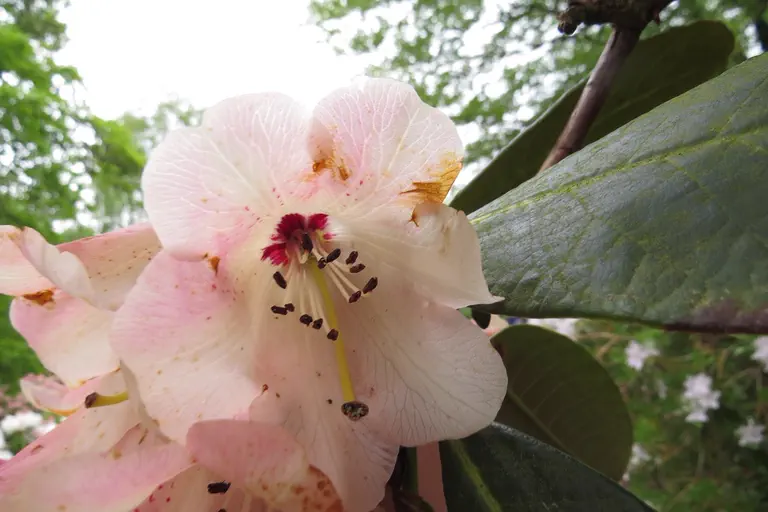 Photo of R. 'Faltho', Rhododendron Hybrid