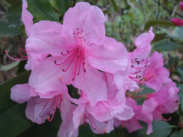 Photo of R. 'Pink Pearl', Rhododendron Hybrid