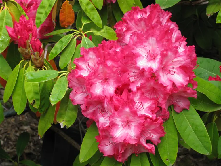 Photo of R. 'Pink Petticoats', Rhododendron Hybrid