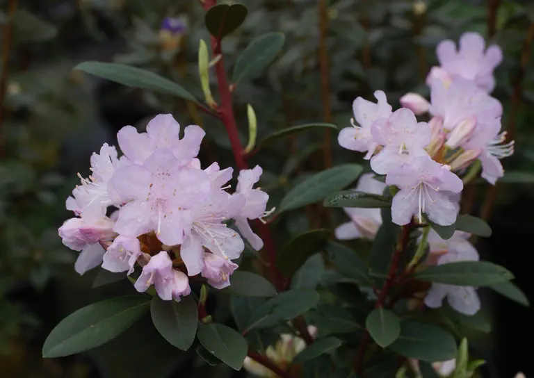Photo of R. 'Pink Pompon', Rhododendron Hybrid