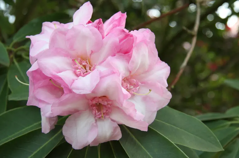 Photo of R. 'Pink Rosette', Rhododendron Hybrid