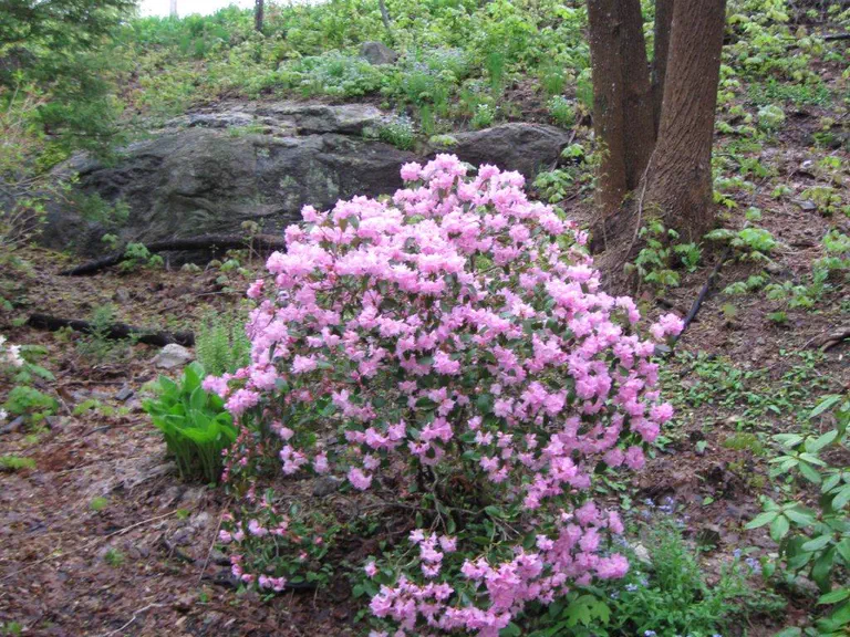 Photo of R. 'Pioneer Silvery Pink', Rhododendron Hybrid