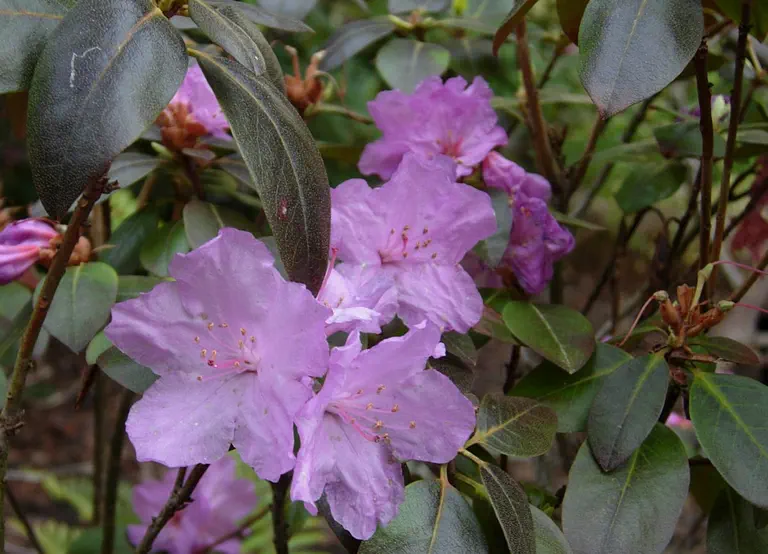 Photo of R. 'PJM Compacta', Rhododendron Hybrid