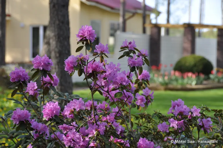 Photo of R. 'PJM Elite', Rhododendron Hybrid