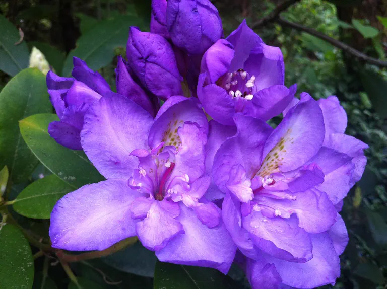 Photo of R. 'Fastuosum Flore Pleno', Rhododendron Hybrid