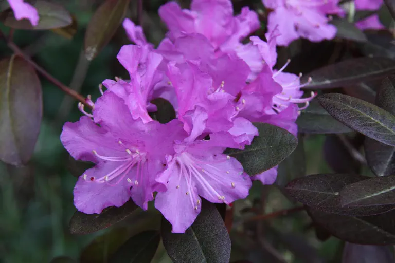 Photo of R. 'PJM Regal', Rhododendron Hybrid