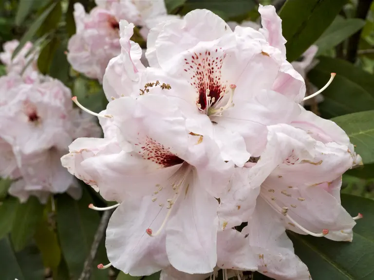 Photo of R. 'Platinum Pearl', Rhododendron Hybrid