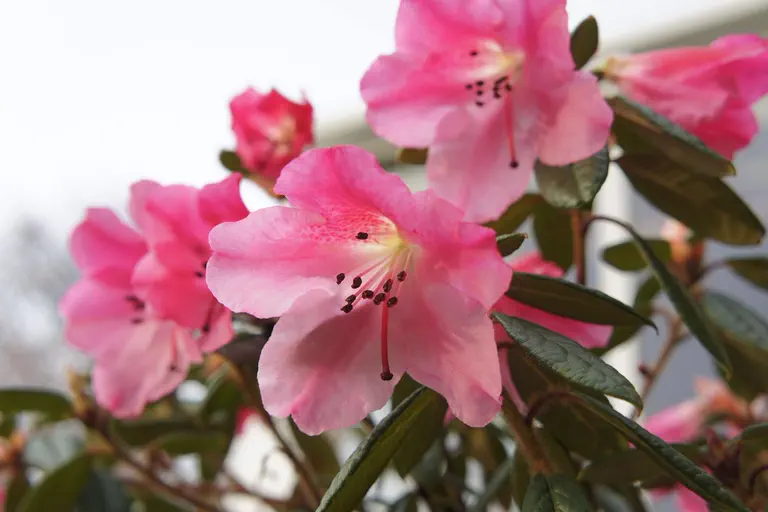 Photo of R. 'Plover', Rhododendron Hybrid