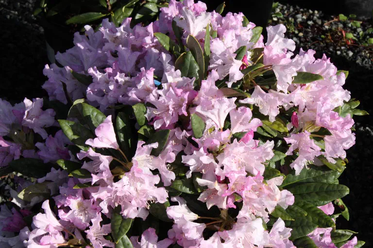 Photo of R. 'Pohjola's Daughter', Rhododendron Hybrid