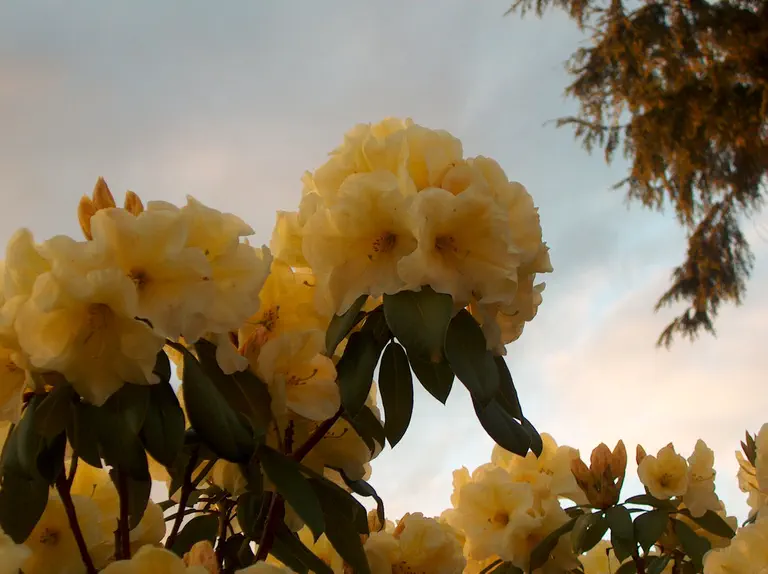 Photo of R. 'Karen Triplett', Rhododendron Hybrid