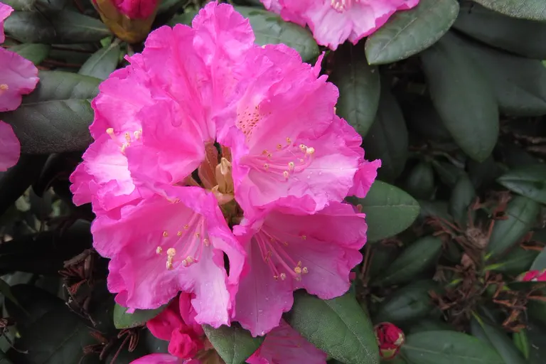 Photo of R. 'Hachmann's Polaris', Rhododendron Hybrid