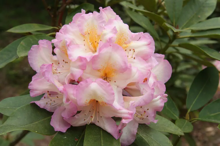 Photo of R. 'Feenschleier', Rhododendron Hybrid
