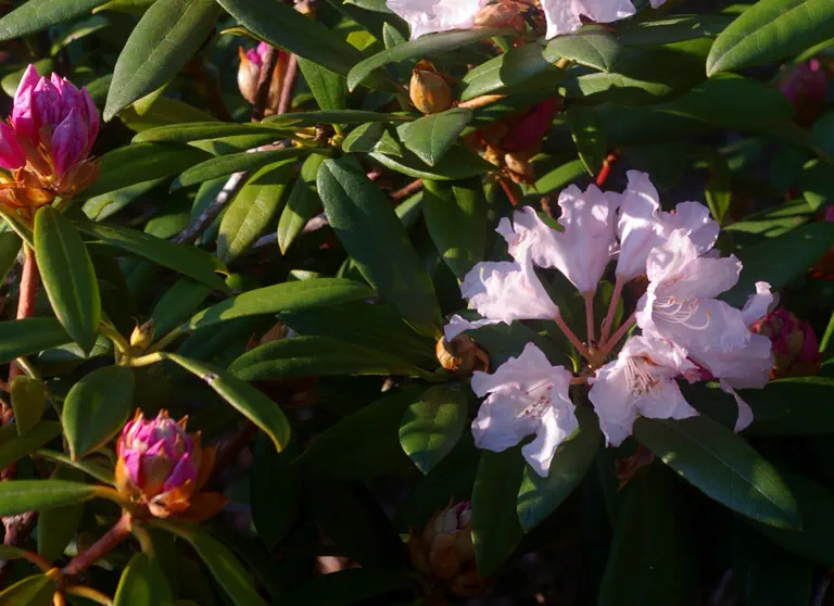 Photo of R. 'Pontiyak', Rhododendron Hybrid