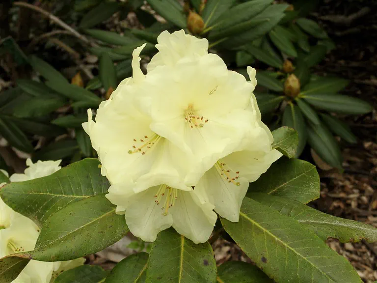 Photo of R. 'Yellow Pages', Rhododendron Hybrid