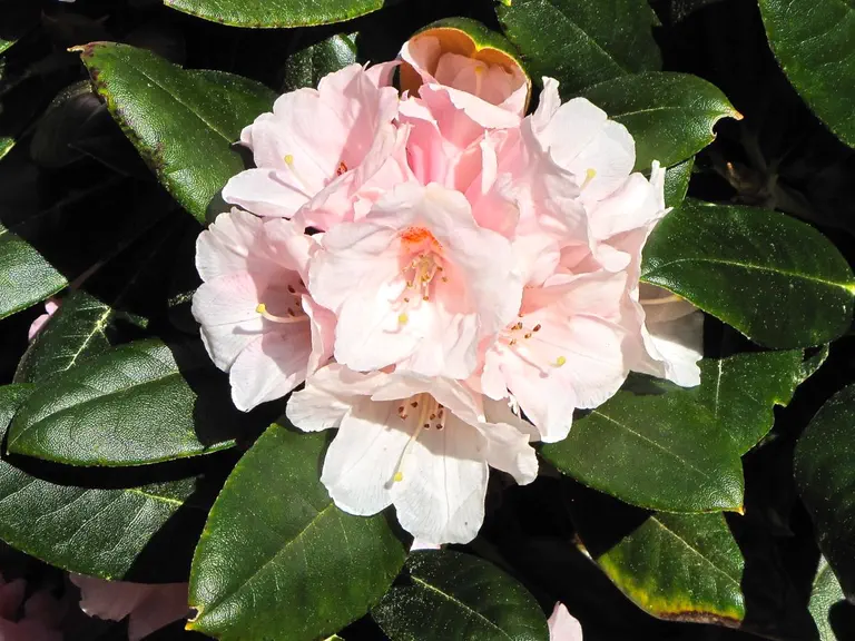 Photo of R. 'Wanna Bee', Rhododendron Hybrid