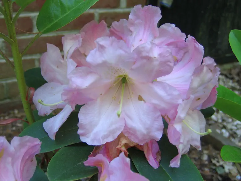 Photo of R. 'Wareham', Rhododendron Hybrid