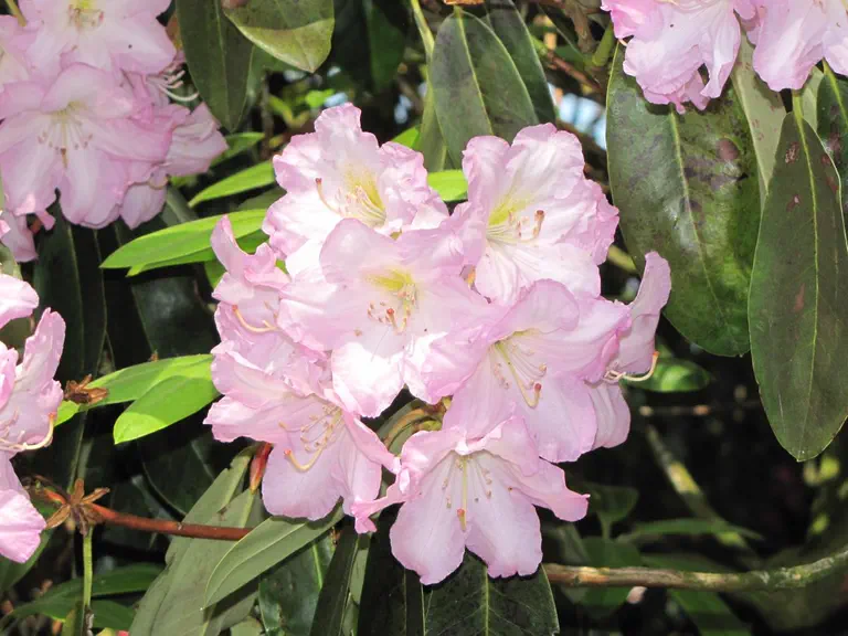Photo of R. 'Warwick', Rhododendron Hybrid