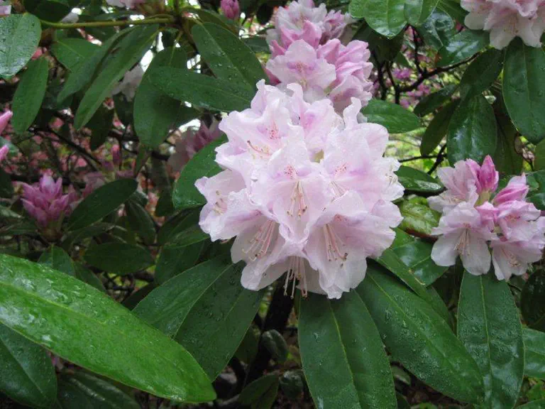 Photo of R. 'Wynterset White', Rhododendron Hybrid