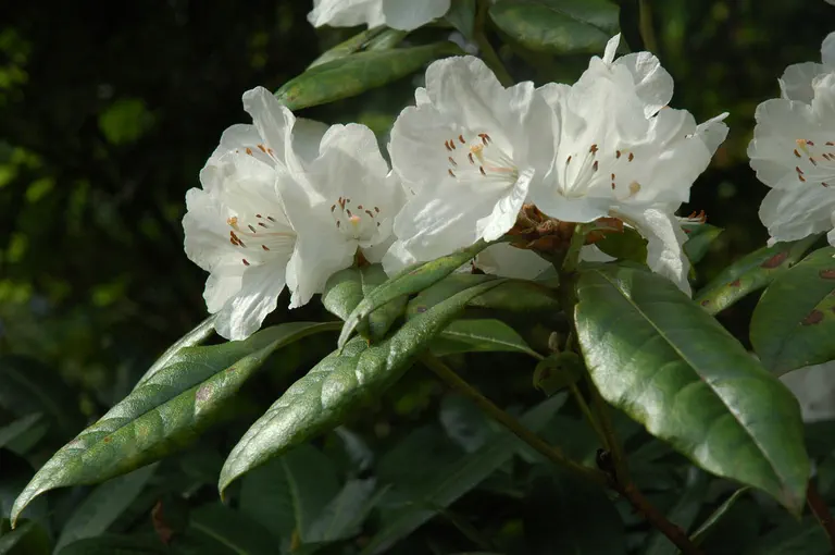 Photo of R. 'Mildred Amateis', Rhododendron Hybrid