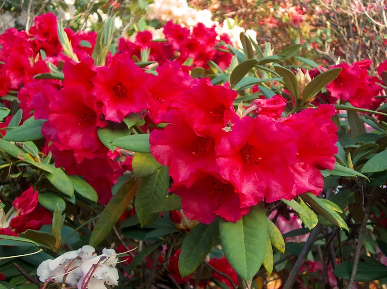 Photo of R. 'Potlatch', Rhododendron Hybrid