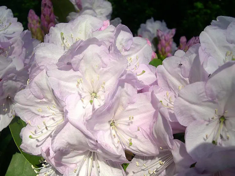 Photo of R. 'Powder Puff', Rhododendron Hybrid