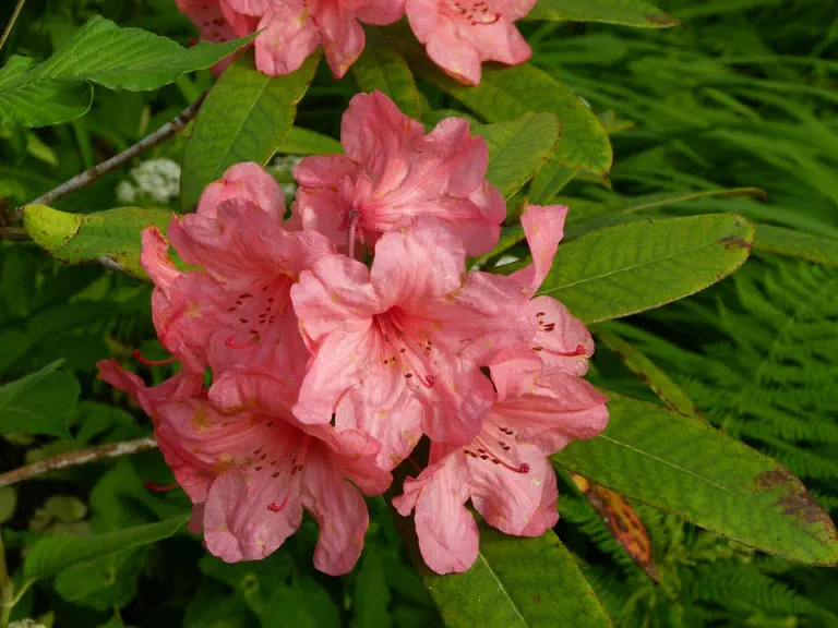 Photo of R. 'Prawn', Rhododendron Hybrid