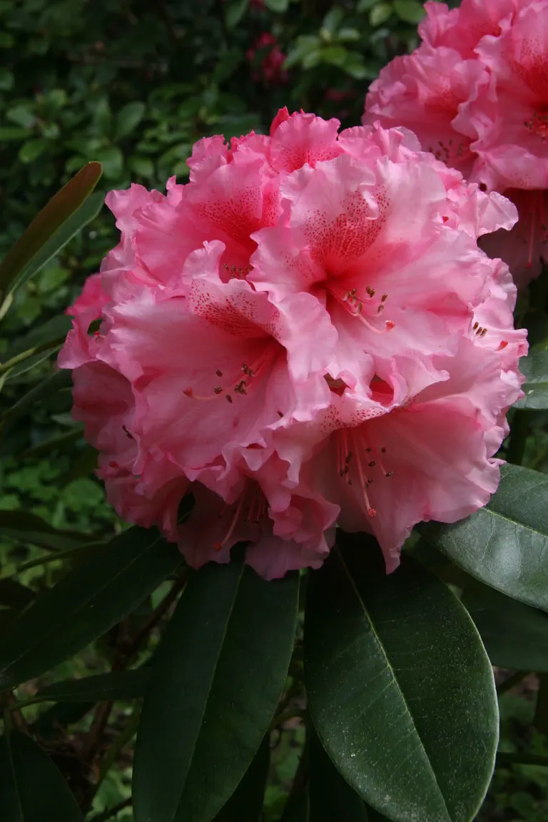 Photo of R. 'Pretty Baby', Rhododendron Hybrid