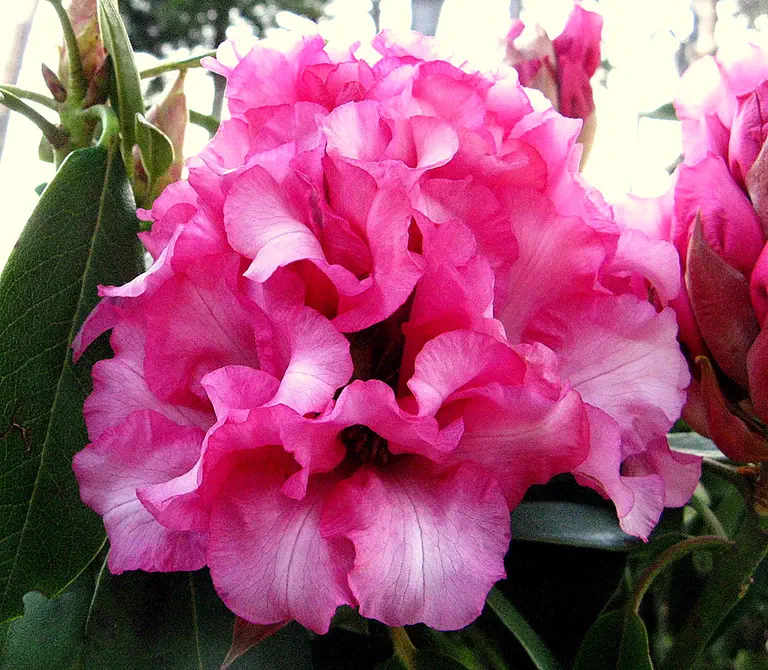 Photo of R. 'Pretty Woman', Rhododendron Hybrid