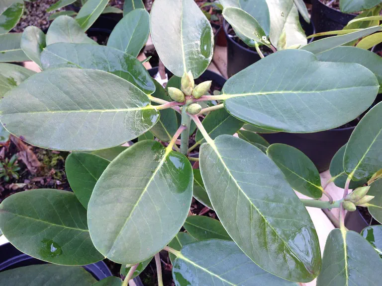 Photo of R. 'Pride of Leonardslee', Rhododendron Hybrid