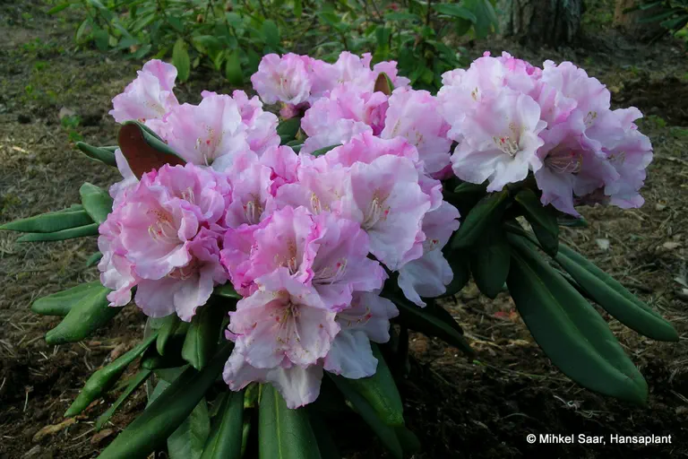 Photo of R. degronianum ssp yakushimanum 'Pink Parasol', Rhododendron Species Selection