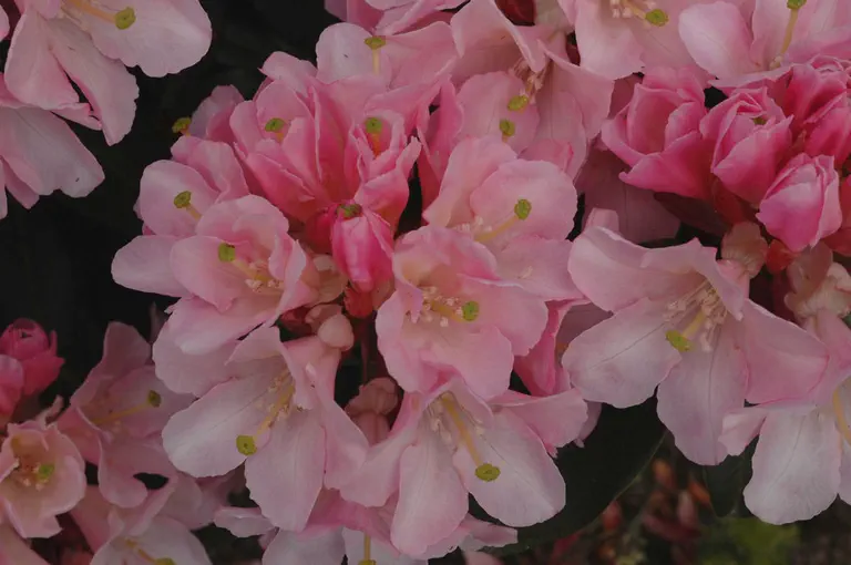 Photo of R. 'Primary Pink', Rhododendron Hybrid