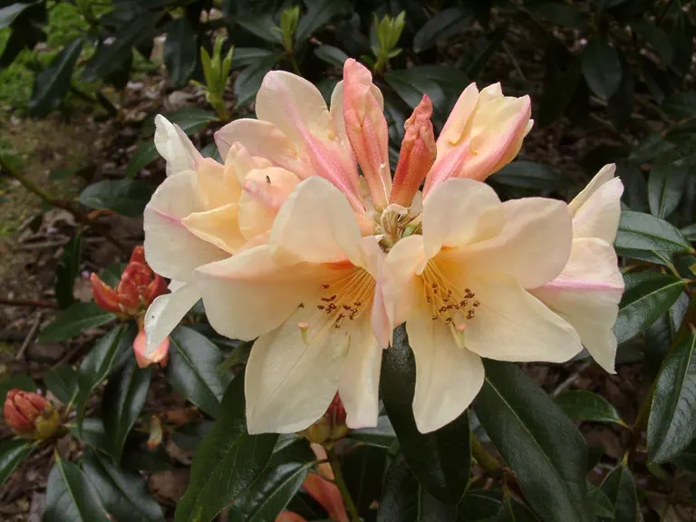 Photo of R. 'Felicity Fair', Rhododendron Hybrid